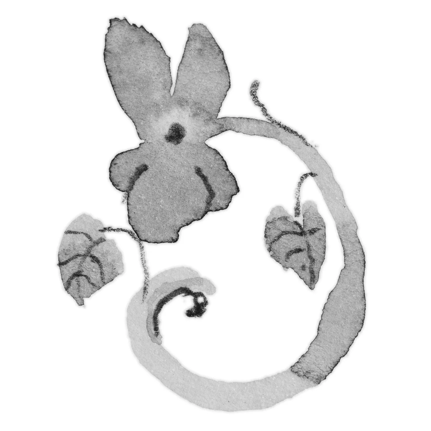 Viola di Febbraio - Image 5